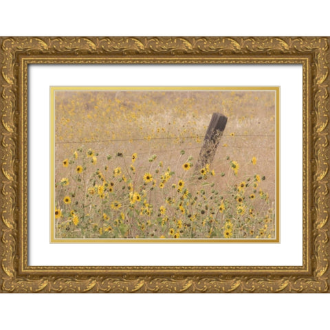 CA, Adin Barbed fence in field of sunflowers Gold Ornate Wood Framed Art Print with Double Matting by Paulson, Don