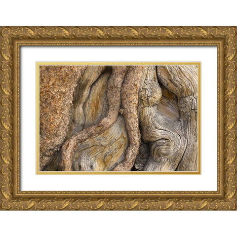 California, Inyo NF Gnarled pine tree trunk Gold Ornate Wood Framed Art Print with Double Matting by Paulson, Don