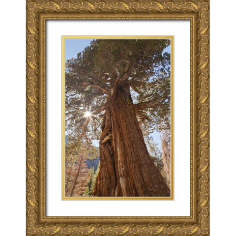 CA, Inyo NF Juniper tree on Shadow Lake trail Gold Ornate Wood Framed Art Print with Double Matting by Paulson, Don