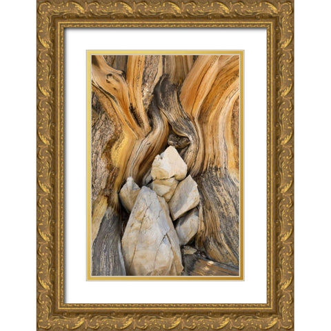 CA, Inyo NF Patterns in bristlecone pine wood Gold Ornate Wood Framed Art Print with Double Matting by Paulson, Don
