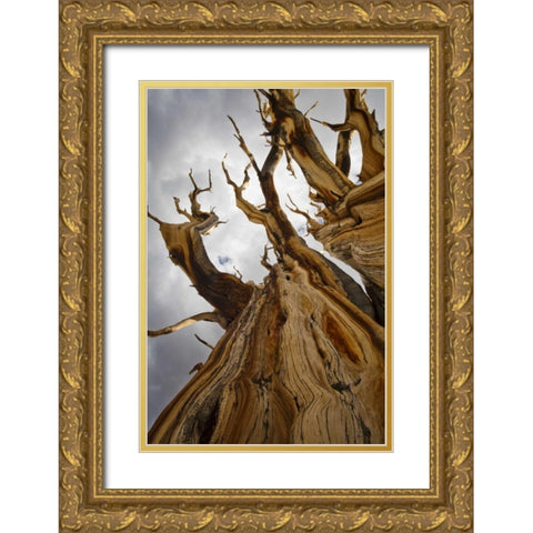 CA, Inyo NF  Ancient Bristlecone Pine Forest Gold Ornate Wood Framed Art Print with Double Matting by Paulson, Don