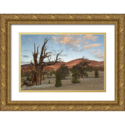 Perspective Image