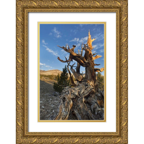 CA, Inyo NF  Ancient Bristlecone Pine Forest Gold Ornate Wood Framed Art Print with Double Matting by Paulson, Don