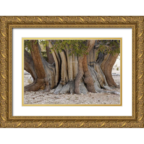 CA, Ancient Bristlecone Forest, The Patriarch Gold Ornate Wood Framed Art Print with Double Matting by Paulson, Don
