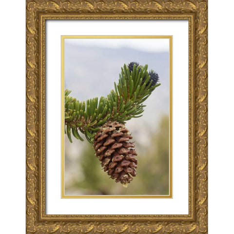 California, Inyo NF Bristlecone tree pine cone Gold Ornate Wood Framed Art Print with Double Matting by Paulson, Don