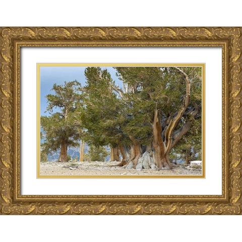 CA, Ancient Bristlecone Forest, The Patriarch Gold Ornate Wood Framed Art Print with Double Matting by Paulson, Don
