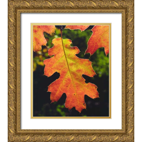 CA, An Oak Leaf in Six Rivers National Forrest Gold Ornate Wood Framed Art Print with Double Matting by Talbot Frank, Christopher