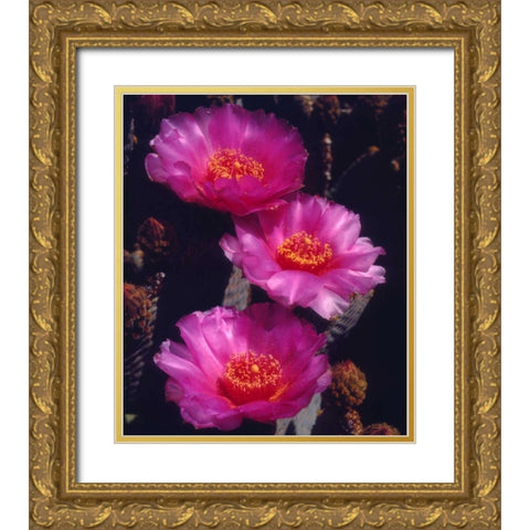 California, Anza-Borrego Desert Beavertail Cacti Gold Ornate Wood Framed Art Print with Double Matting by Talbot Frank, Christopher
