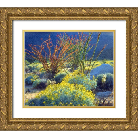 California, Anza-Borrego Blooming Ocotillo Gold Ornate Wood Framed Art Print with Double Matting by Talbot Frank, Christopher