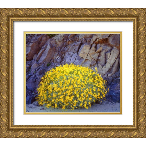 California, Anza-Borrego Brittlebush flowers Gold Ornate Wood Framed Art Print with Double Matting by Talbot Frank, Christopher