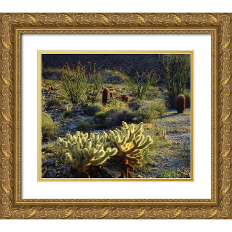 CA, Anza-Borrego Cactus with Ocotillo plants Gold Ornate Wood Framed Art Print with Double Matting by Talbot Frank, Christopher