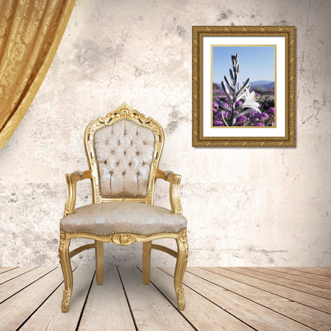 CA, Anza-Borrego Desert Lily and San Verbena Gold Ornate Wood Framed Art Print with Double Matting by Talbot Frank, Christopher