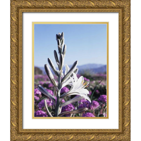 CA, Anza-Borrego Desert Lily and San Verbena Gold Ornate Wood Framed Art Print with Double Matting by Talbot Frank, Christopher