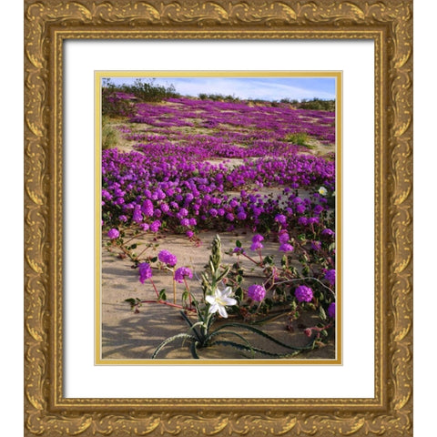 CA, Anza-Borrego Desert Lily and Sand Verbena Gold Ornate Wood Framed Art Print with Double Matting by Talbot Frank, Christopher