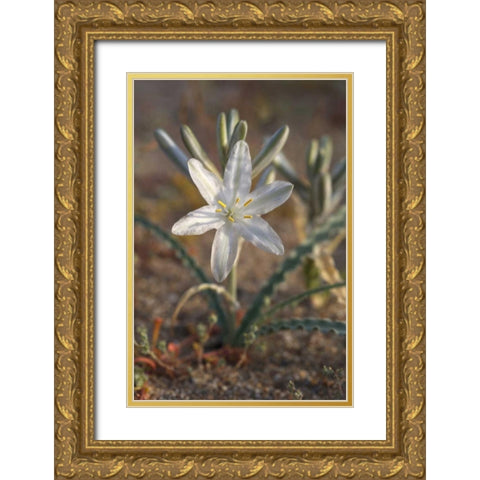 California, Anza-Borrego Desert Lily flowers Gold Ornate Wood Framed Art Print with Double Matting by Talbot Frank, Christopher