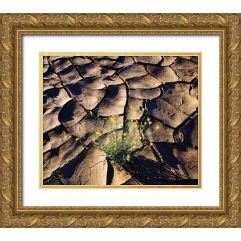 CA, Anza-Borrego Desert Poppy in cracked mud Gold Ornate Wood Framed Art Print with Double Matting by Talbot Frank, Christopher