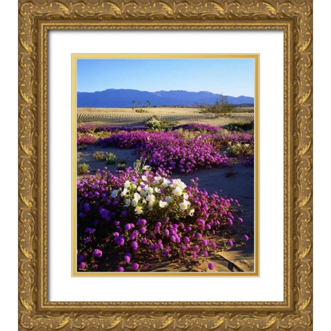 California, Anza-Borrego Desert Desert Poppies Gold Ornate Wood Framed Art Print with Double Matting by Talbot Frank, Christopher