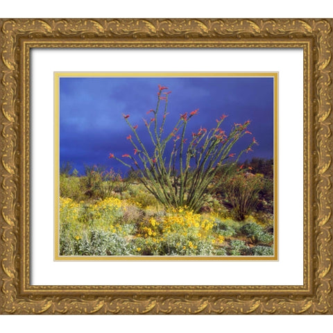 CA, Anza-Borrego Ocotillo and Brittlebush Gold Ornate Wood Framed Art Print with Double Matting by Talbot Frank, Christopher