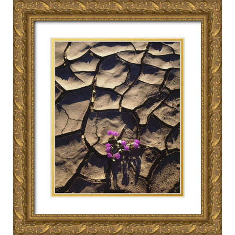 California, Anza-Borrego Desert Sand Verbena Gold Ornate Wood Framed Art Print with Double Matting by Talbot Frank, Christopher