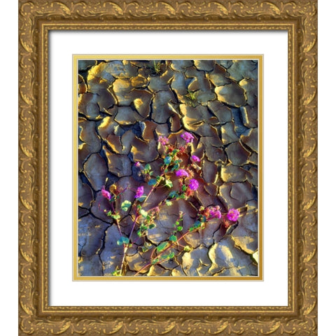 California, Anza-Borrego Desert Sand Verbena Gold Ornate Wood Framed Art Print with Double Matting by Talbot Frank, Christopher
