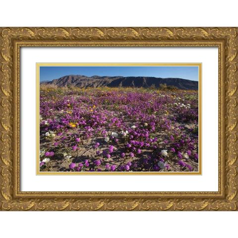 California, Anza-Borrego Desert Sand Verbena Gold Ornate Wood Framed Art Print with Double Matting by Talbot Frank, Christopher