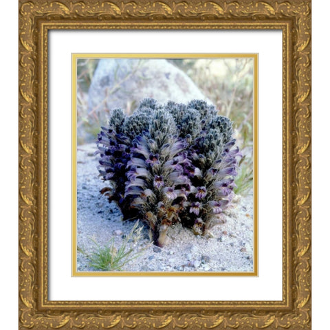 California, Anza-Borrego Spike Broomrape flowers Gold Ornate Wood Framed Art Print with Double Matting by Talbot Frank, Christopher