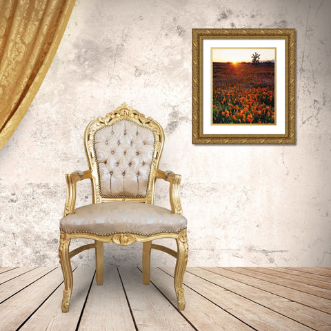 CA, California Poppies and a Joshua Tree Gold Ornate Wood Framed Art Print with Double Matting by Talbot Frank, Christopher
