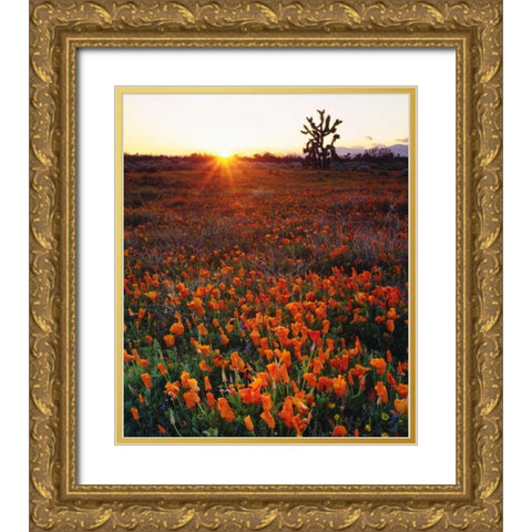 CA, California Poppies and a Joshua Tree Gold Ornate Wood Framed Art Print with Double Matting by Talbot Frank, Christopher