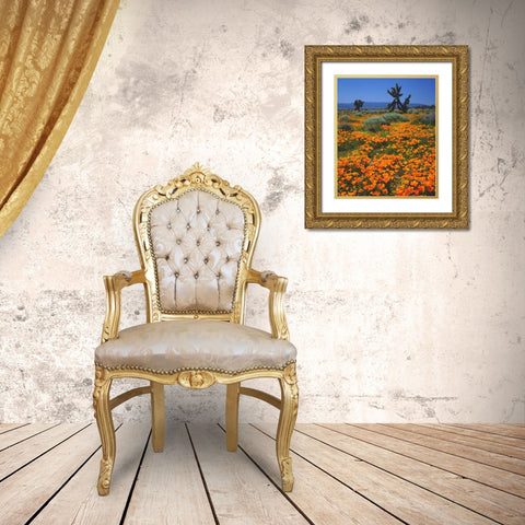 CA, California Poppies and a Joshua Tree Gold Ornate Wood Framed Art Print with Double Matting by Talbot Frank, Christopher