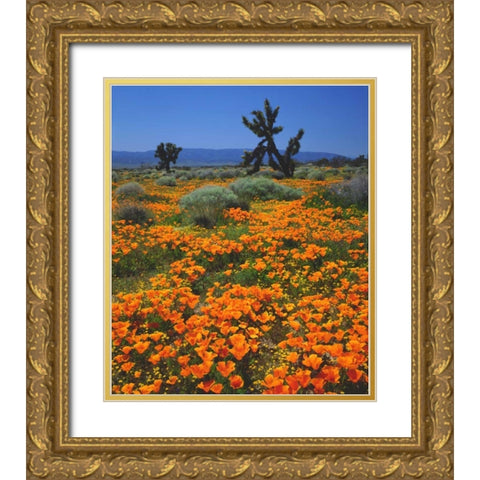 CA, California Poppies and a Joshua Tree Gold Ornate Wood Framed Art Print with Double Matting by Talbot Frank, Christopher