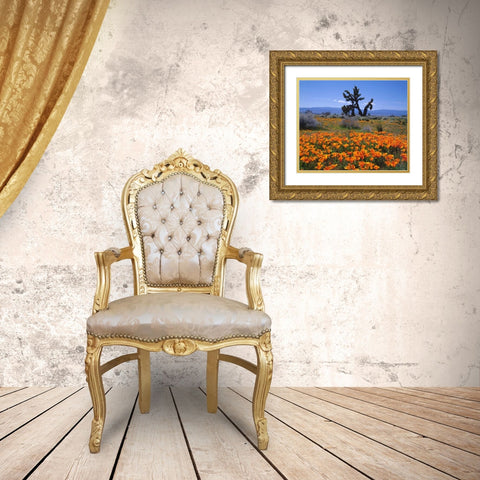 CA, California Poppies and a Joshua Tree Gold Ornate Wood Framed Art Print with Double Matting by Talbot Frank, Christopher