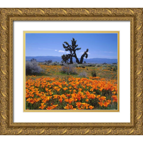 CA, California Poppies and a Joshua Tree Gold Ornate Wood Framed Art Print with Double Matting by Talbot Frank, Christopher