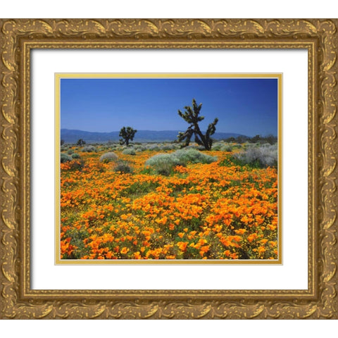 CA, California Poppies and the Joshua Trees Gold Ornate Wood Framed Art Print with Double Matting by Talbot Frank, Christopher