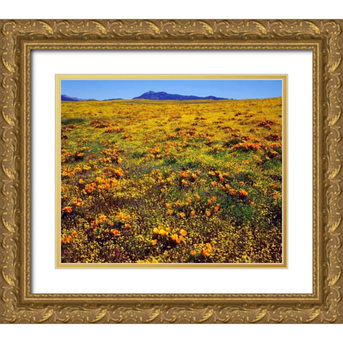 CA, Cleveland NF California poppies cover a hill Gold Ornate Wood Framed Art Print with Double Matting by Talbot Frank, Christopher
