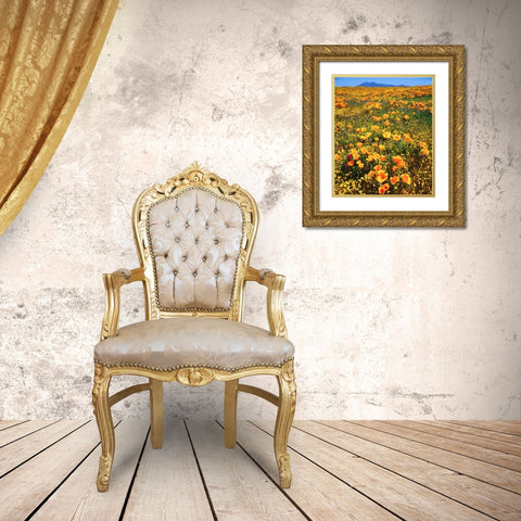 CA, Cleveland NF California poppies cover a hill Gold Ornate Wood Framed Art Print with Double Matting by Talbot Frank, Christopher