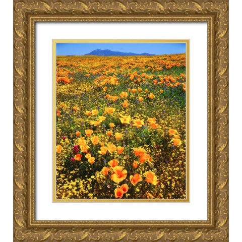 CA, Cleveland NF California poppies cover a hill Gold Ornate Wood Framed Art Print with Double Matting by Talbot Frank, Christopher