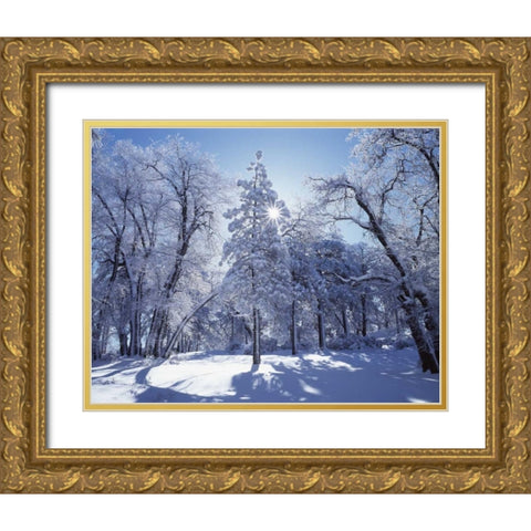 California, Cleveland NF, Laguna Mts Snowy trees Gold Ornate Wood Framed Art Print with Double Matting by Talbot Frank, Christopher
