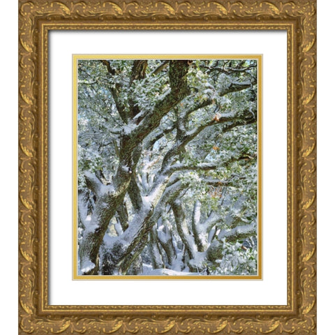 California, Cleveland NF, Laguna Mts Snowy trees Gold Ornate Wood Framed Art Print with Double Matting by Talbot Frank, Christopher