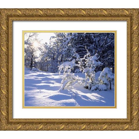 California, Cleveland NF, Laguna Mts Snowy trees Gold Ornate Wood Framed Art Print with Double Matting by Talbot Frank, Christopher