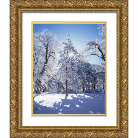 California, Cleveland NF, Laguna Mts Snowy trees Gold Ornate Wood Framed Art Print with Double Matting by Talbot Frank, Christopher