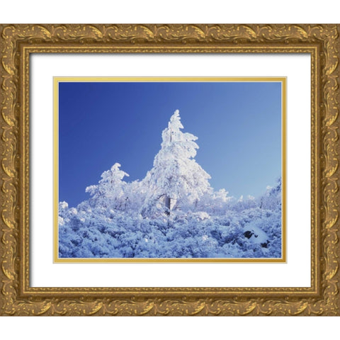 California, Cleveland NF, Laguna Mts Snowy trees Gold Ornate Wood Framed Art Print with Double Matting by Talbot Frank, Christopher