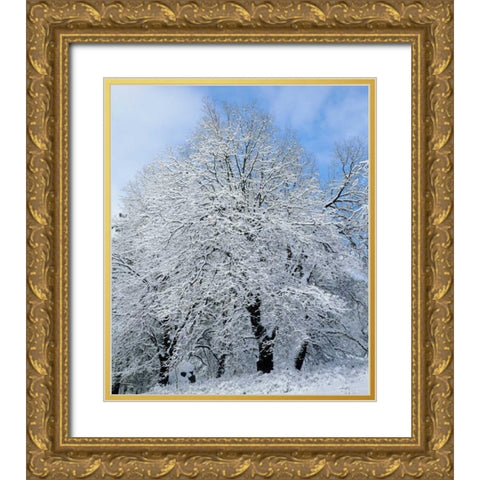California, Cleveland NF Snow-covered trees Gold Ornate Wood Framed Art Print with Double Matting by Talbot Frank, Christopher