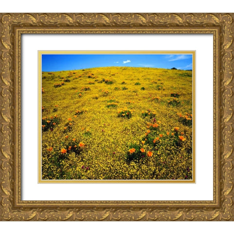 CA, Cleveland NF Flowers after the Cedar Fire Gold Ornate Wood Framed Art Print with Double Matting by Talbot Frank, Christopher