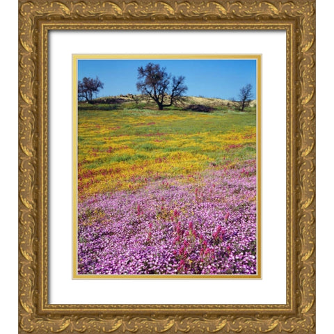 California, Cleveland NF Flowers blooming Gold Ornate Wood Framed Art Print with Double Matting by Talbot Frank, Christopher