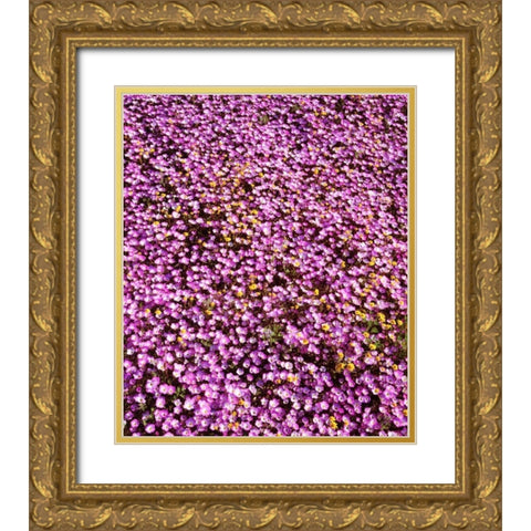 California, Cleveland NF Flowers blooming Gold Ornate Wood Framed Art Print with Double Matting by Talbot Frank, Christopher