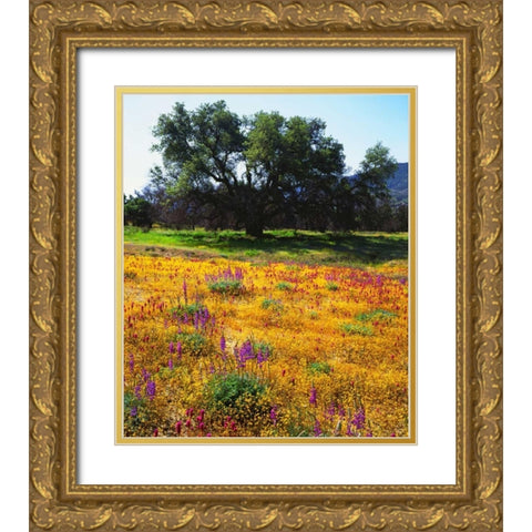 California, Cleveland NF Flowers blooming Gold Ornate Wood Framed Art Print with Double Matting by Talbot Frank, Christopher