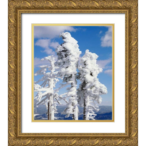 California, Cuyamaca Rancho Snow-covered trees Gold Ornate Wood Framed Art Print with Double Matting by Talbot Frank, Christopher