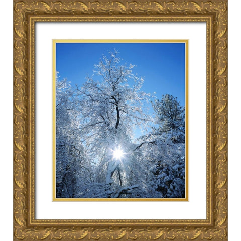 California, Cuyamaca Rancho Snow-covered trees Gold Ornate Wood Framed Art Print with Double Matting by Talbot Frank, Christopher