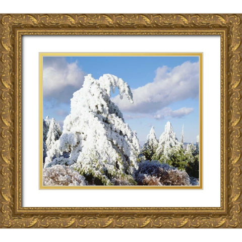 California, Cuyamaca Rancho Snow-covered trees Gold Ornate Wood Framed Art Print with Double Matting by Talbot Frank, Christopher