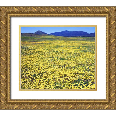 CA, Cuyamaca Rancho SP Tidy tip flowers Gold Ornate Wood Framed Art Print with Double Matting by Talbot Frank, Christopher